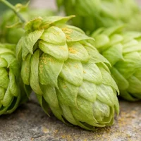 Hopfenzapfenextrakt